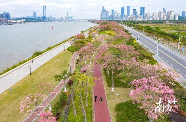 橫琴花海長廊延綿十餘裏，被各類花卉裝點成粉色浪漫海洋。 圖源：南方日報